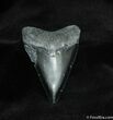 Bone Valley Megalodon Tooth #532-1